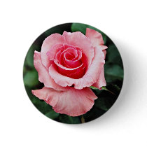 Floribunda 'Pleasure' White flowers Pinback Button