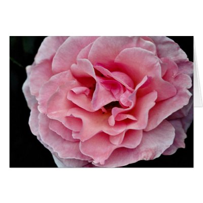 Floribunda 'Pleasure' White flowers Greeting Card by blueyellowtube