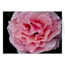 Floribunda 'Pleasure' White flowers Greeting Card