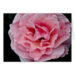 Floribunda 'Pleasure' White flowers cards