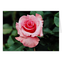 Floribunda 'Pleasure' White flowers Greeting Card