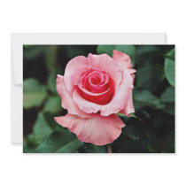 Floribunda 'Pleasure' White flowers Custom Invites