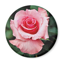 Floribunda 'Pleasure' White flowers Fridge Magnets