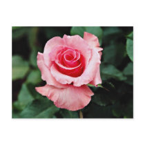 Floribunda 'Pleasure' White flowers Postcard