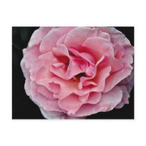 Floribunda 'Pleasure' White flowers Post Card