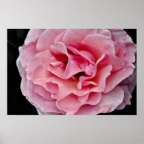 Floribunda 'Pleasure' White flowers Print
