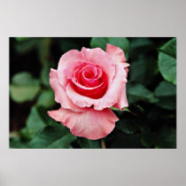 Floribunda 'Pleasure' White flowers Poster