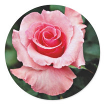 Floribunda 'Pleasure' White flowers Round Sticker
