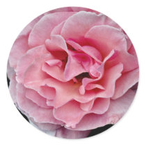 Floribunda 'Pleasure' White flowers Round Stickers