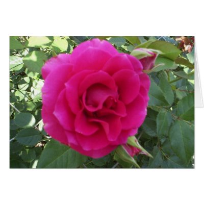 Floribunda Rose Cards by JLWinther