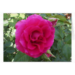 Floribunda Rose cards