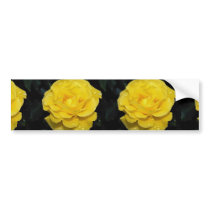 Floribunda Roses Bumper Stickers