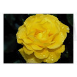 Floribunda Roses Greeting Cards