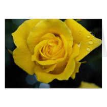 Floribunda Roses Greeting Card