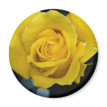 Floribunda Roses Refrigerator Magnets