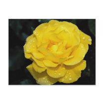 Floribunda Roses Postcards