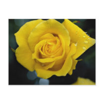 Floribunda Roses Post Card