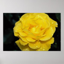 Floribunda Roses Poster