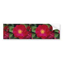 Floribunda 'Showbiz' Roses Bumper Sticker
