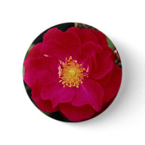 Floribunda 'Showbiz' Roses Button