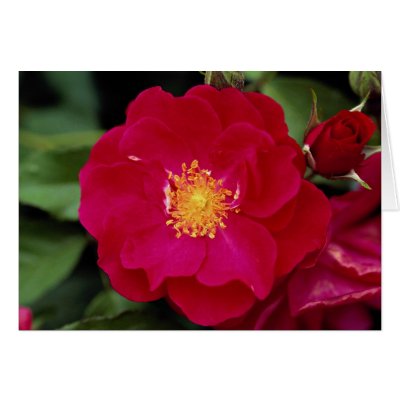 Floribunda 'Showbiz' Roses Greeting Card by inspirelove