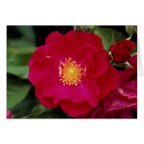 Floribunda 'Showbiz' Roses Greeting Card