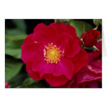 Floribunda 'Showbiz' Roses cards