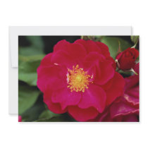 Floribunda 'Showbiz' Roses Personalized Invite