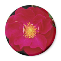 Floribunda 'Showbiz' Roses Magnets