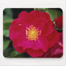 Floribunda 'Showbiz' Roses Mousepad