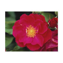 Floribunda 'Showbiz' Roses Postcards