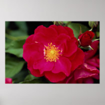 Floribunda 'Showbiz' Roses Print
