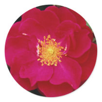 Floribunda 'Showbiz' Roses Round Sticker