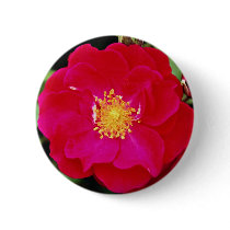 Floribunda 'Showbiz' White flowers Pins