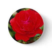 Floribunda 'Showbiz' White flowers Pinback Buttons