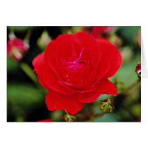 Floribunda 'Showbiz' White flowers Cards