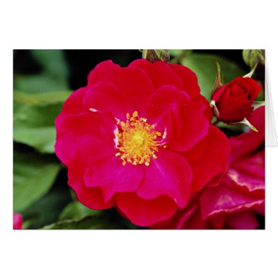 Floribunda 'Showbiz' White flowers Cards by blueyellowtube