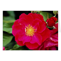 Floribunda 'Showbiz' White flowers Cards