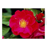 Floribunda 'Showbiz' White flowers cards