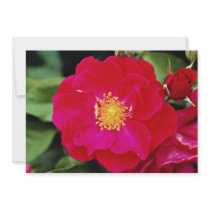Floribunda 'Showbiz' White flowers Invitation