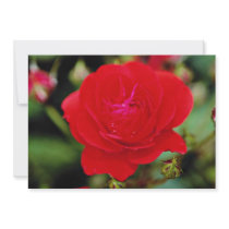 Floribunda 'Showbiz' White flowers Announcements