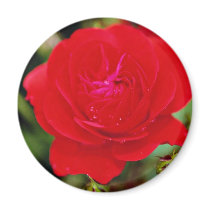 Floribunda 'Showbiz' White flowers Magnet