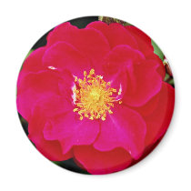 Floribunda 'Showbiz' White flowers Magnets
