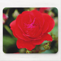 Floribunda 'Showbiz' White flowers Mousepad