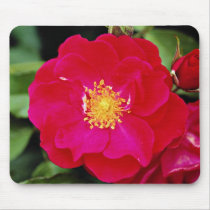 Floribunda 'Showbiz' White flowers Mouse Pads