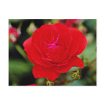 Floribunda 'Showbiz' White flowers Postcard