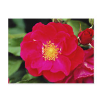 Floribunda 'Showbiz' White flowers Postcard