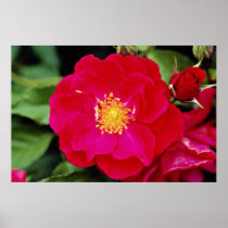 Floribunda 'Showbiz' White flowers Poster