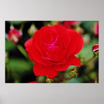 Floribunda 'Showbiz' White flowers Print