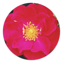 Floribunda 'Showbiz' White flowers Round Stickers